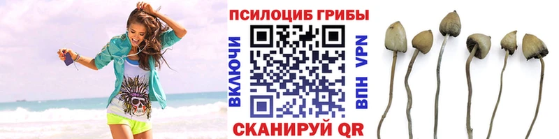 Псилоцибиновые грибы Cubensis  что такое   МЕГА tor  Сергач 